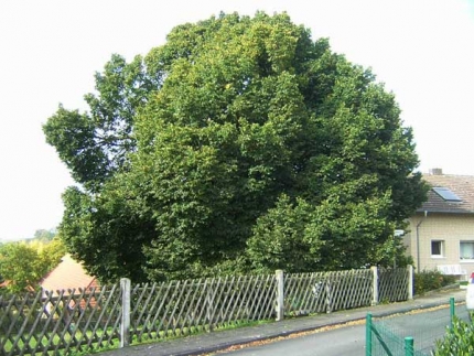 Bild 1 von Linde an der Gahenstraße